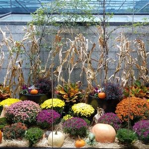 Meet your Posher, Chaunelle